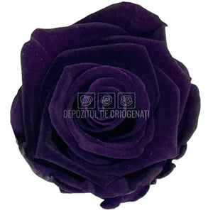 Trandafiri criogenati Lulu L CHARMING PURPLE (dia. 6-6,5cm, set 6 buc)