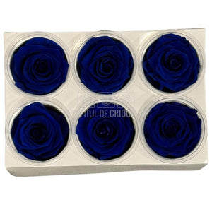 Trandafiri criogenati Lulu L CLASSY BLUE (dia. 6-6,5cm, set 6 buc)