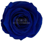 Trandafiri criogenati Lulu L CLASSY BLUE (dia. 6-6,5cm, set 6 buc)