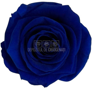 Trandafiri criogenati Lulu L CLASSY BLUE (dia. 6-6,5cm, set 6 buc)