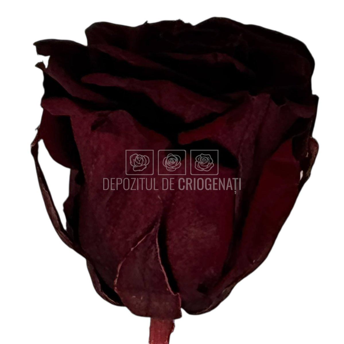 Trandafiri criogenati Lulu L ELEGANT RED WINE (dia. 6-6,5cm, set 6 buc)