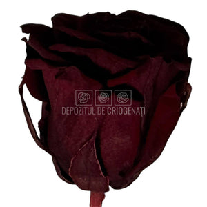 Trandafiri criogenati Lulu L ELEGANT RED WINE (dia. 6-6,5cm, set 6 buc)