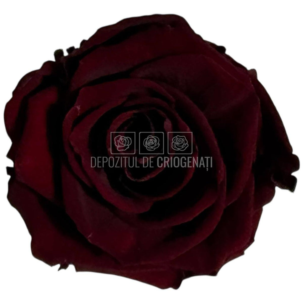 Trandafiri criogenati Lulu L ELEGANT RED WINE (dia. 6-6,5cm, set 6 buc)