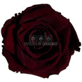 Trandafiri criogenati Lulu L ELEGANT RED WINE (dia. 6-6,5cm, set 6 buc)