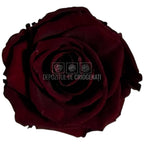 Trandafiri criogenati Lulu L ELEGANT RED WINE (dia. 6-6,5cm, set 6 buc)