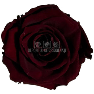 Trandafiri criogenati Lulu L ELEGANT RED WINE (dia. 6-6,5cm, set 6 buc)
