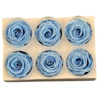 Trandafiri criogenati Lulu L GRACEFUL BABY BLUE (dia. 6-6,5cm, set 6 buc)