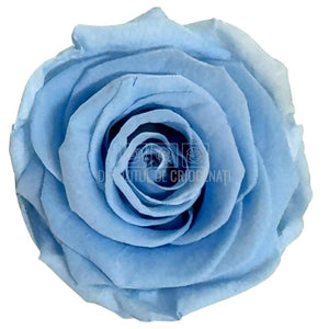 Trandafiri criogenati Lulu L GRACEFUL BABY BLUE (dia. 6-6,5cm, set 6 buc)