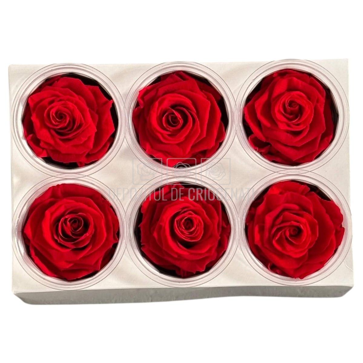 Trandafiri criogenati Lulu L PASIONATE RED (dia. 6-6,5cm, set 6 buc)
