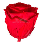 Trandafiri criogenati Lulu L PASIONATE RED (dia. 6-6,5cm, set 6 buc)