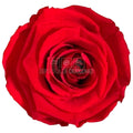 Trandafiri criogenati Lulu L PASIONATE RED (dia. 6-6,5cm, set 6 buc)