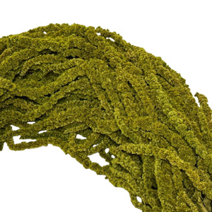 Amaranthus Almond Green (Buchet Criogenat) - DepozituldeCriogenati.ro