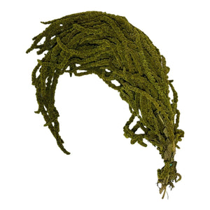 Amaranthus Almond Green (Buchet Criogenat) - DepozituldeCriogenati.ro