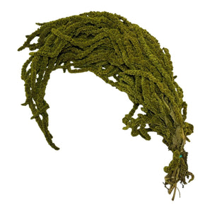 Amaranthus Almond Green (Buchet Criogenat) - DepozituldeCriogenati.ro