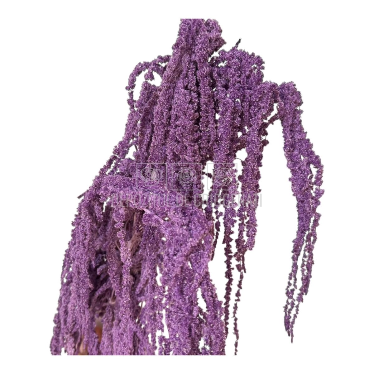 Amaranthus Purple (Buchet Criogenat) - DepozituldeCriogenati.ro