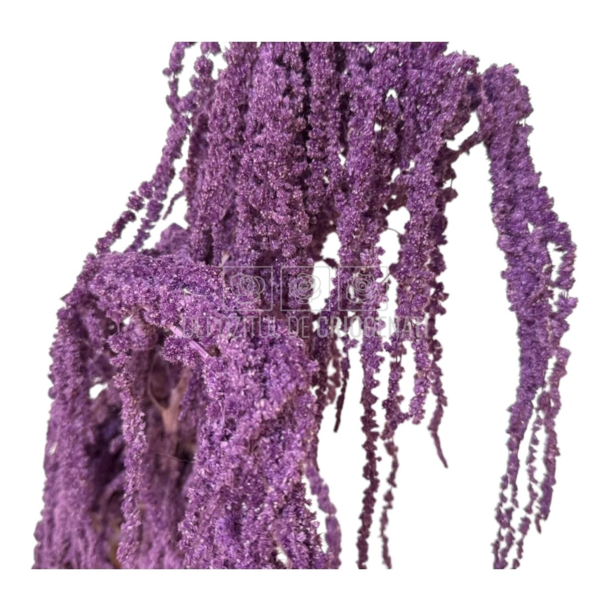 Amaranthus Purple (Buchet Criogenat) - DepozituldeCriogenati.ro