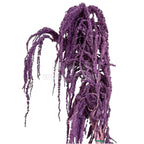 Amaranthus Purple (Buchet Criogenat) - DepozituldeCriogenati.ro