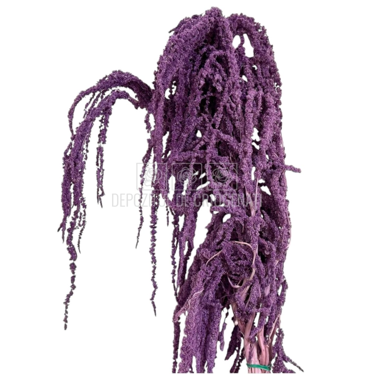 Amaranthus Purple (Buchet Criogenat) - DepozituldeCriogenati.ro