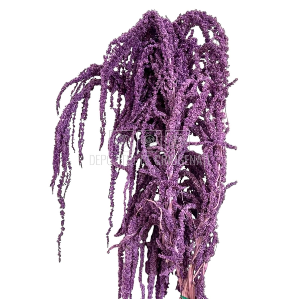 Amaranthus Purple (Buchet Criogenat) - DepozituldeCriogenati.ro