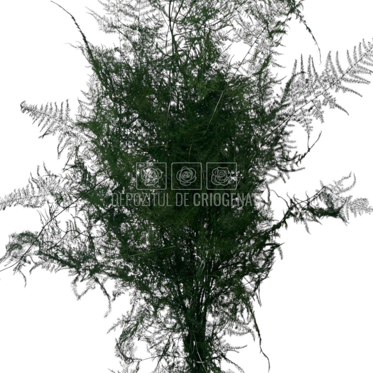 Buchet Asparagus Plumosus Verde criogenat, plantă stabilizată cu aspect natural, perfect pentru florării și decoruri elegante.