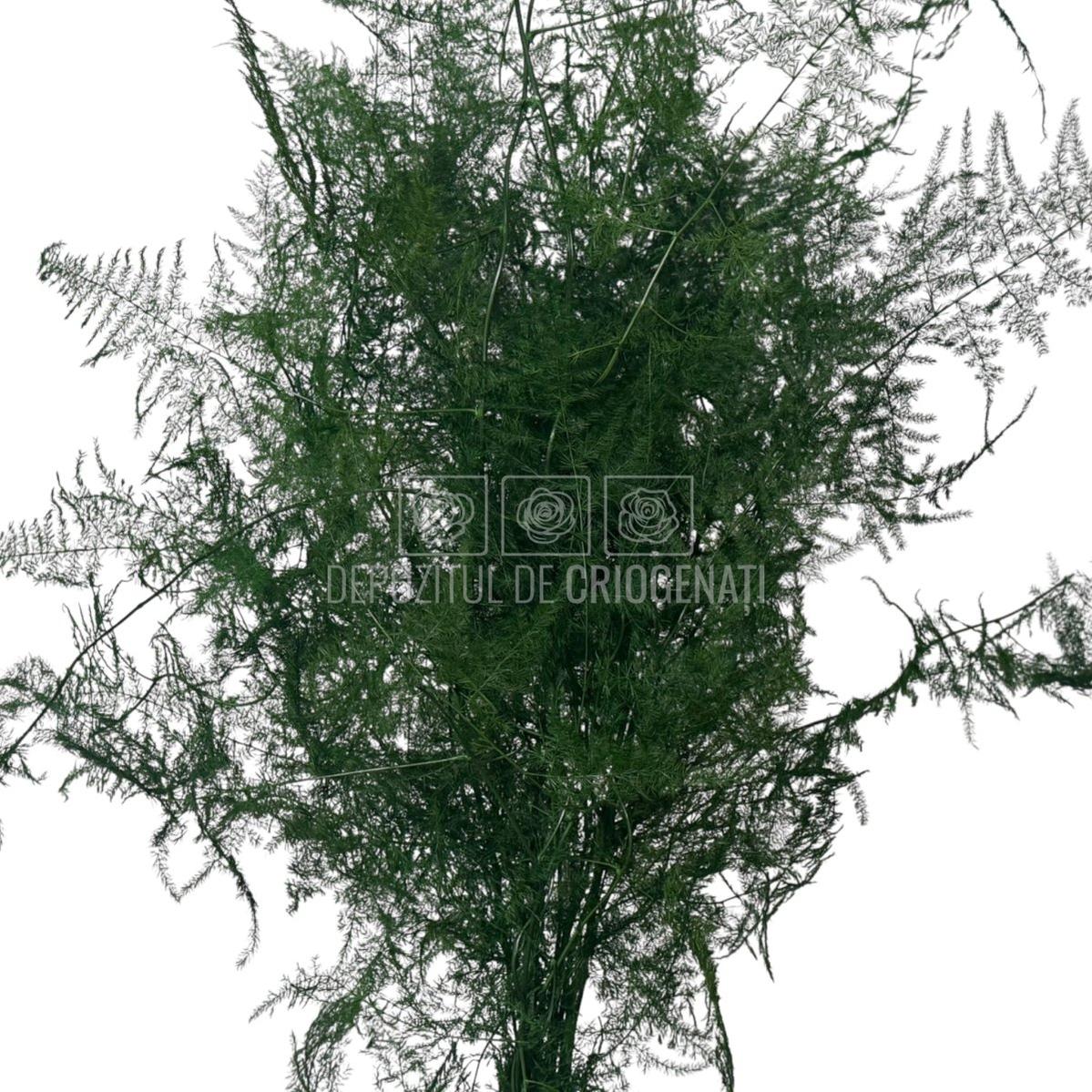 Asparagus Plumosus Verde criogenat, buchet decorativ cu frunze fine, potrivit pentru flori online și plante stabilizate premium.