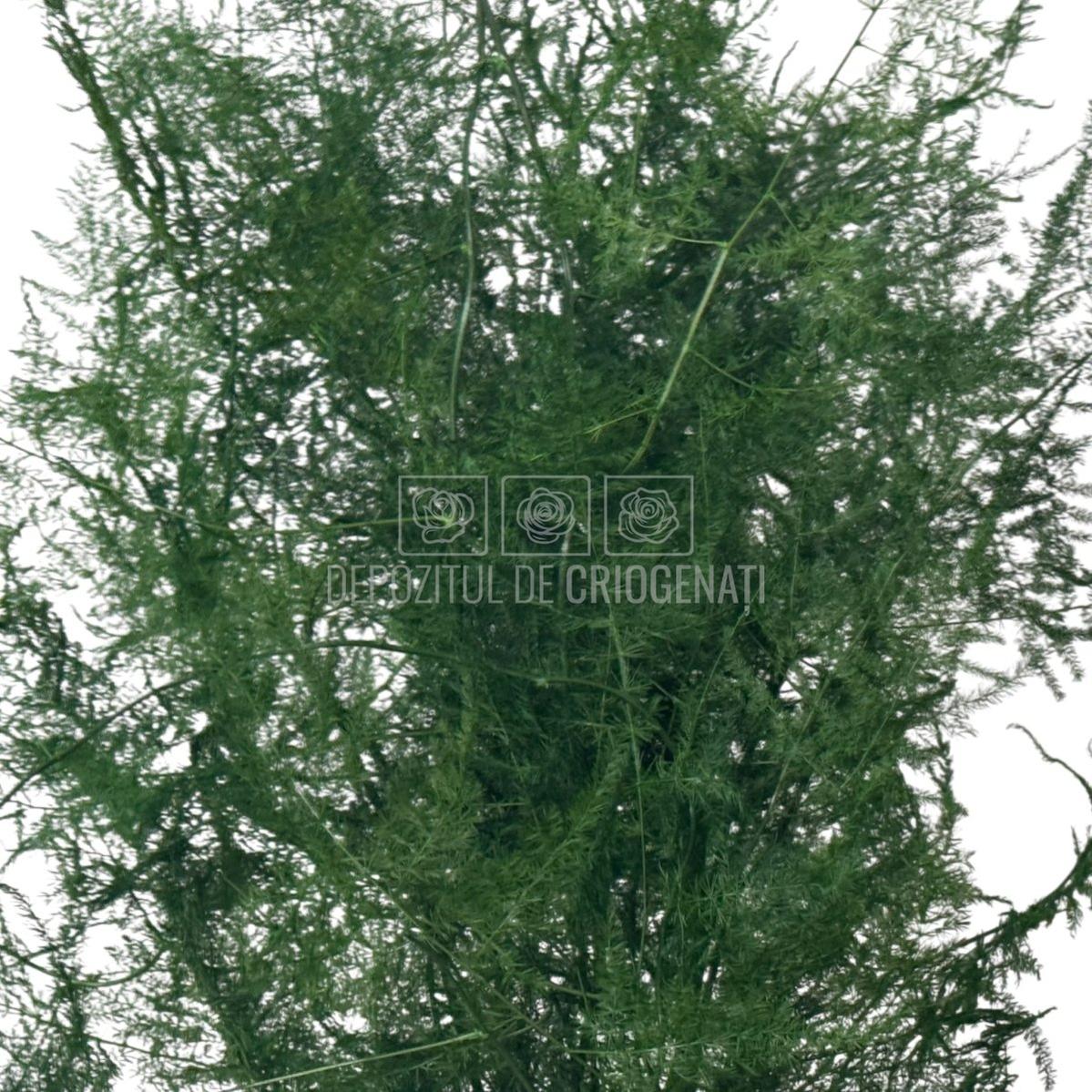 Textură detaliată a buchetului Asparagus Plumosus Verde - plantă stabilizată criogenat, ideală pentru decor floral de lungă durată.