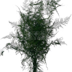 Asparagus Plumosus Verde - Buchet Criogenat cu frunze subțiri și delicate, ideal pentru flori nemuritoare și plante decorative online.