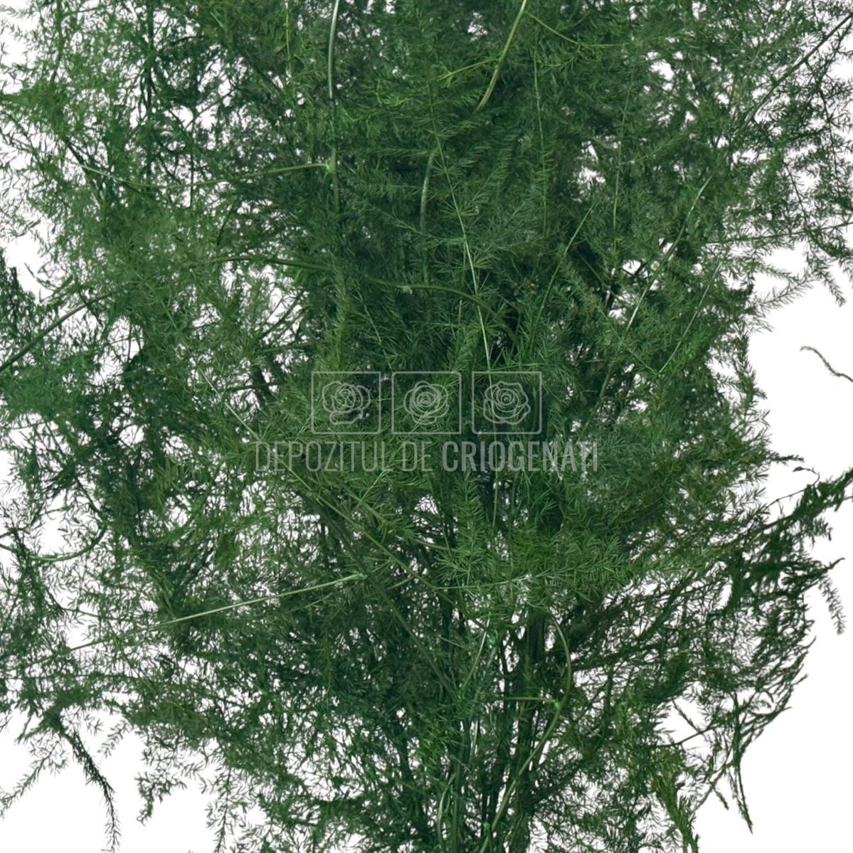 Detaliu Asparagus Plumosus Verde - Buchet Criogenat, cu frunziș dens și aspect natural, ideal pentru flori cadou și aranjamente florale.