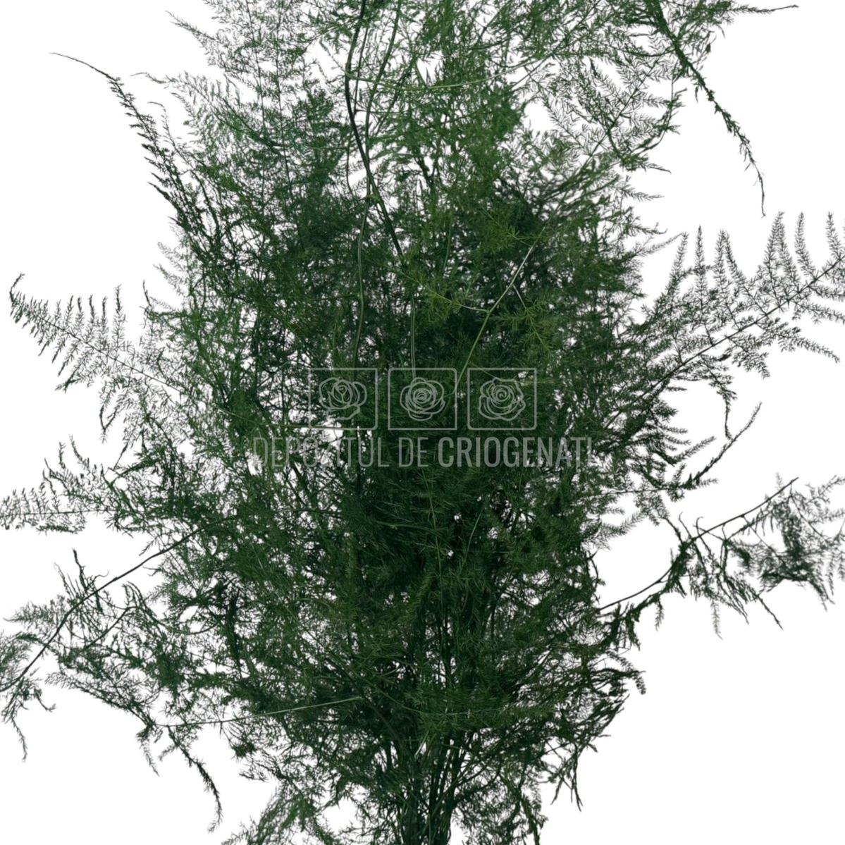 Buchet criogenat Asparagus Plumosus Verde, plantă stabilizată cu textură aerată, perfectă pentru flori nemuritoare și decor interior.