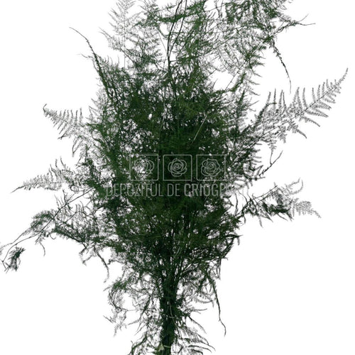 Asparagus Plumosus Verde - Buchet Criogenat cu frunze fine, stabilizat pentru decor floral de durată, ideal pentru aranjamente elegante.