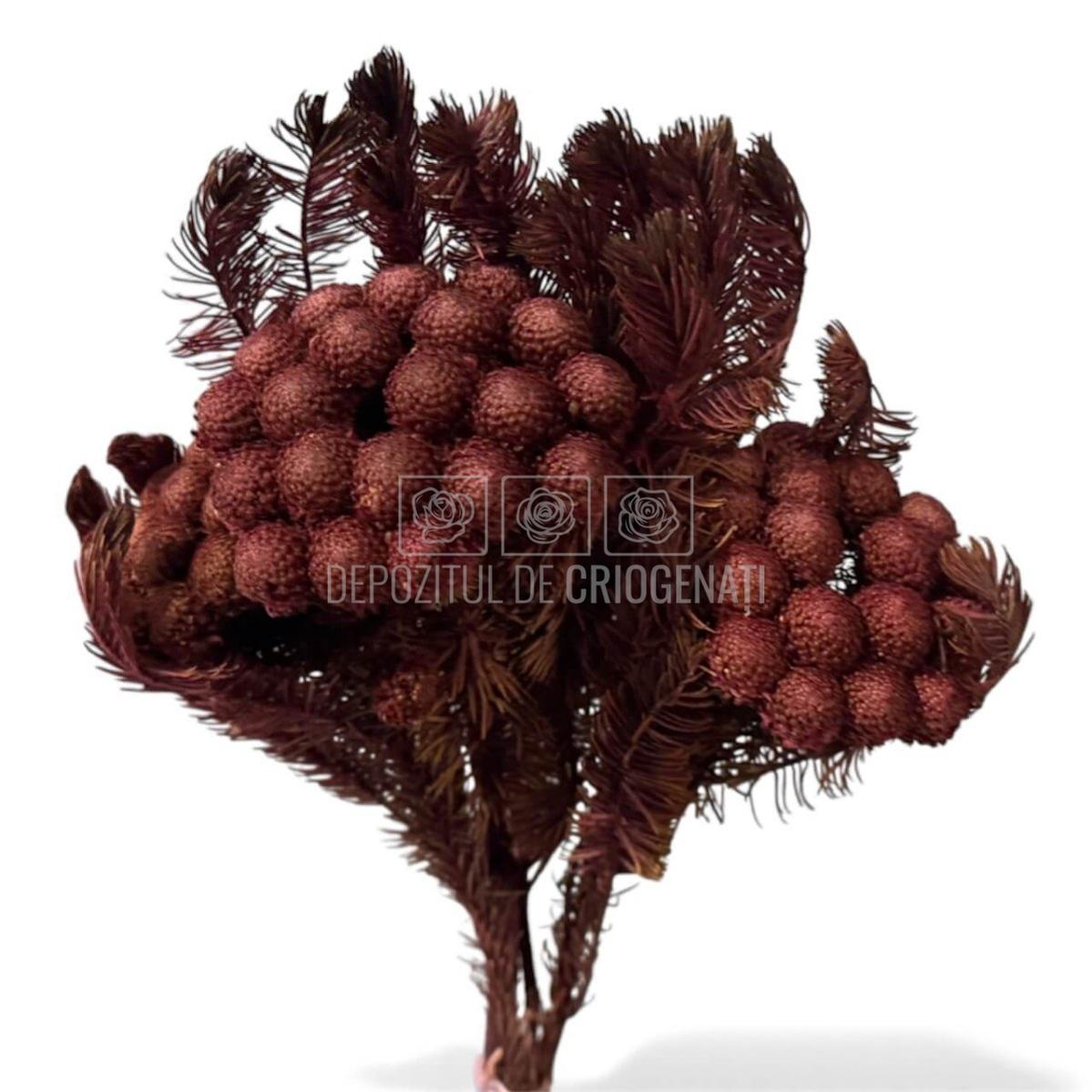 Brunia Albiflora Byzantium (Buchet Criogenat) - Depozitul de Criogenati