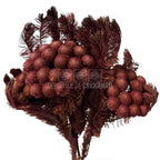 Brunia Albiflora Byzantium (Buchet Criogenat) - Depozitul de Criogenati