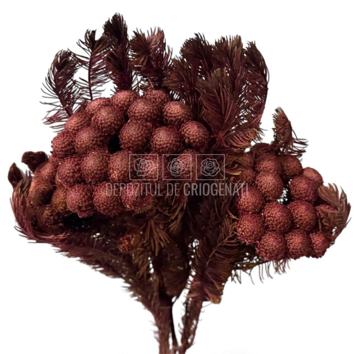 Brunia Albiflora Byzantium (Buchet Criogenat) - Depozitul de Criogenati