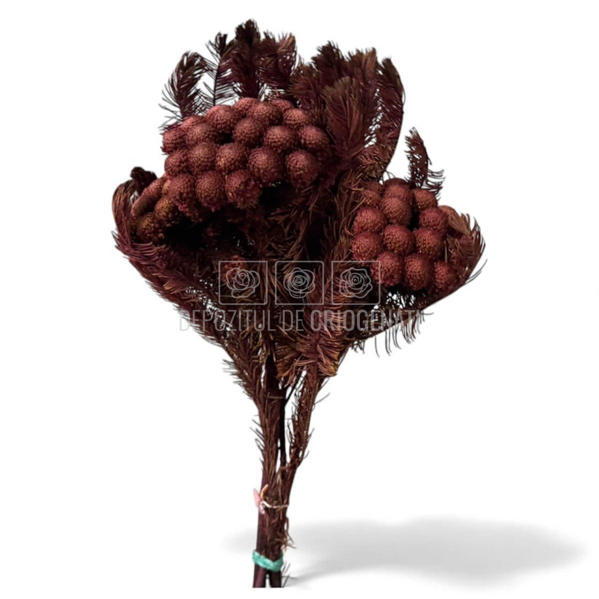 Brunia Albiflora Byzantium (Buchet Criogenat) - Depozitul de Criogenati