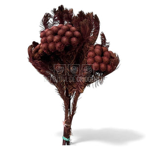 Brunia Albiflora Byzantium (Buchet Criogenat) - Depozitul de Criogenati