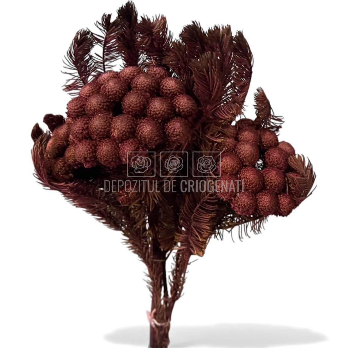 Brunia Albiflora Byzantium (Buchet Criogenat) - Depozitul de Criogenati