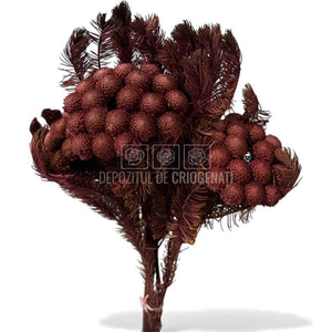 Brunia Albiflora Byzantium (Buchet Criogenat) - Depozitul de Criogenati