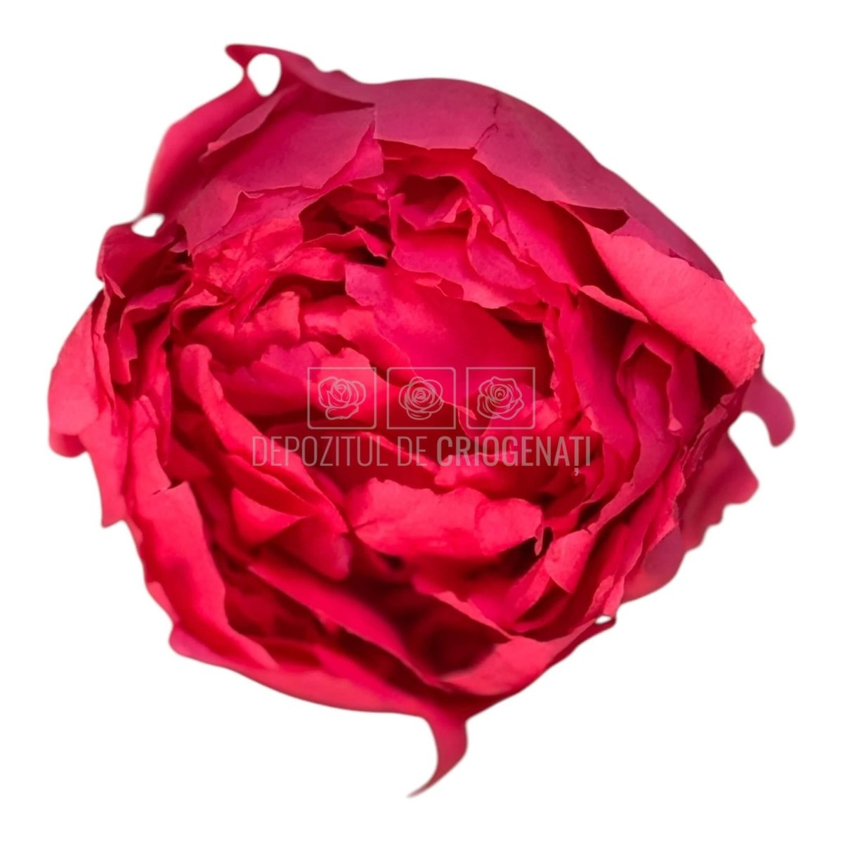 Bujor Criogenat PEONIA DARK PINK (dia. 6 - 6,5cm; set 3 buc /cutie) - DepozituldeCriogenati.ro