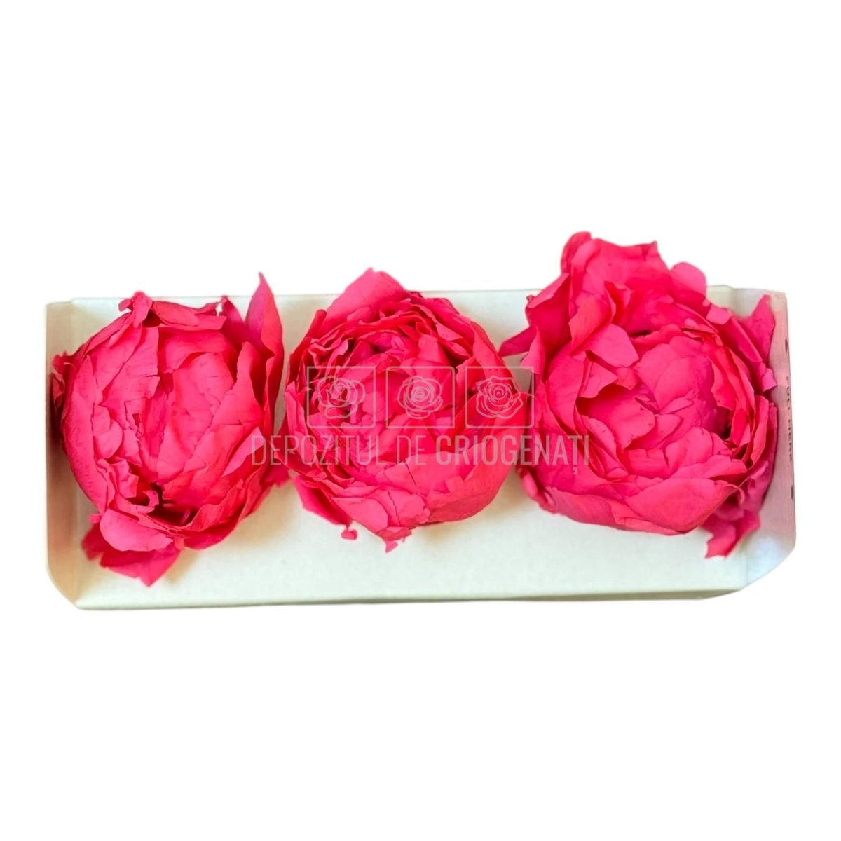 Bujor Criogenat PEONIA DARK PINK (dia. 6 - 6,5cm; set 3 buc /cutie) - DepozituldeCriogenati.ro