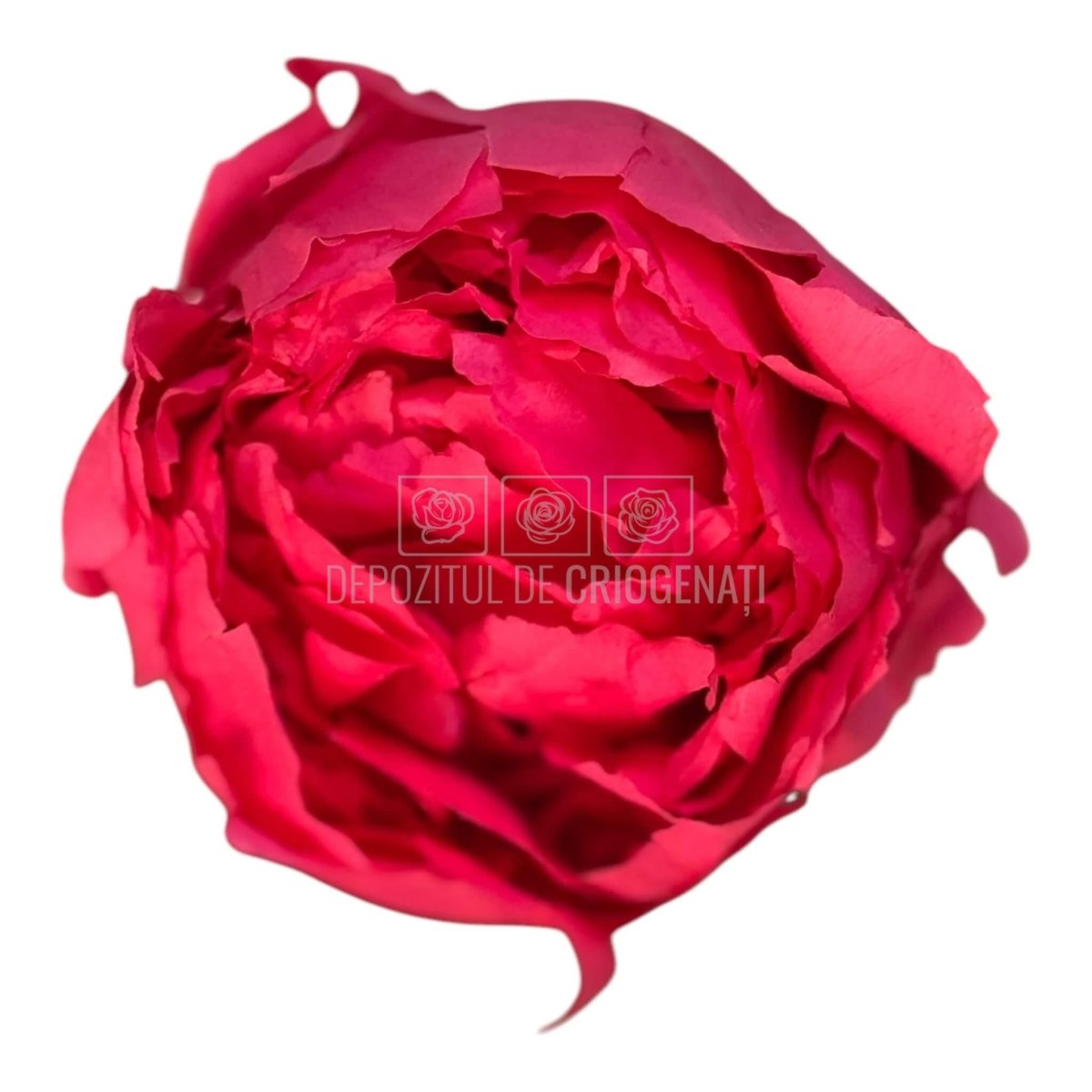 Bujor Criogenat PEONIA DARK PINK (dia. 6 - 6,5cm; set 3 buc /cutie) - DepozituldeCriogenati.ro