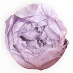 Bujor Criogenat PEONIA LILAC (dia. 6 - 6,5cm) - Depozitul de Criogenati