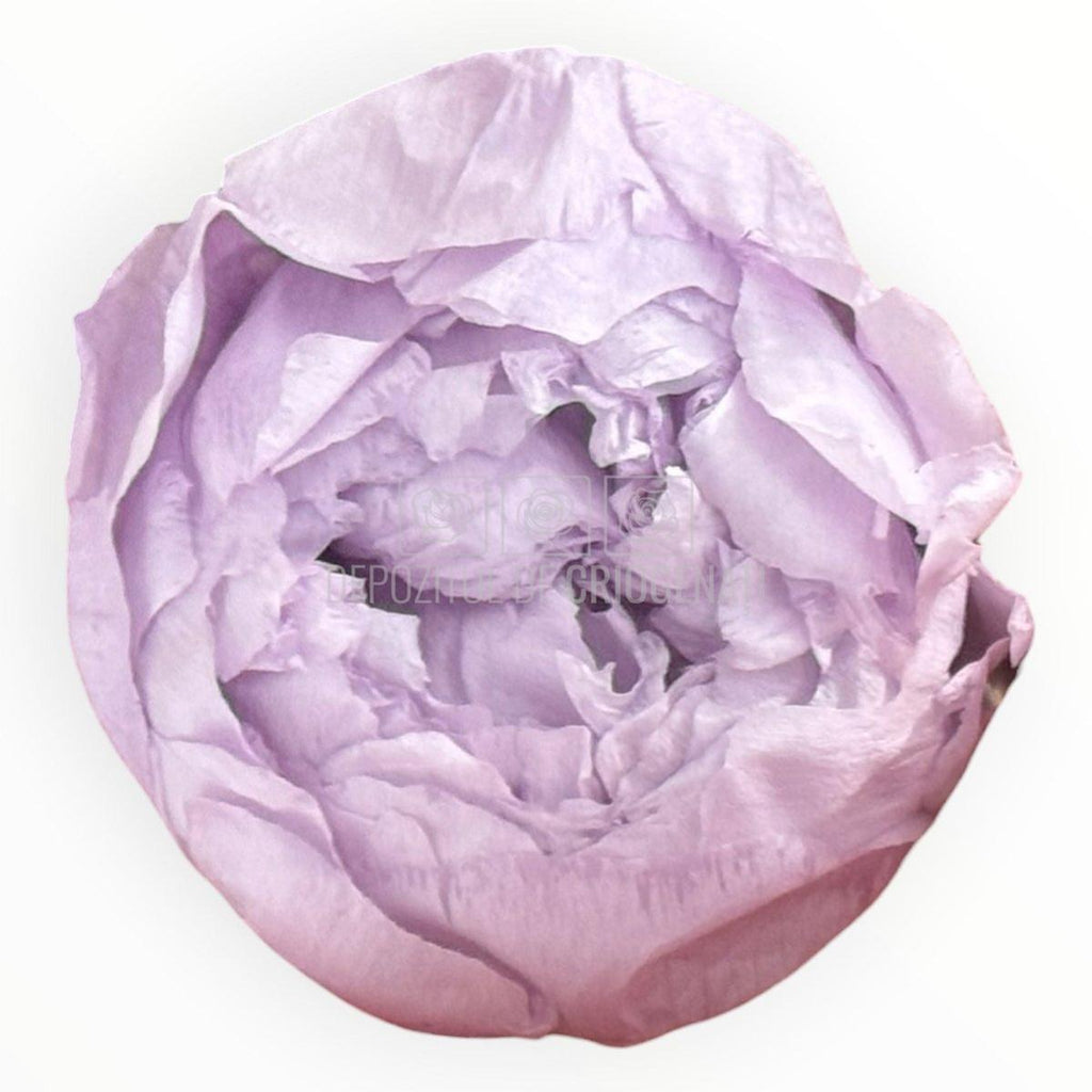 Bujor Criogenat PEONIA LILAC (dia. 6 - 6,5cm) - Depozitul de Criogenati