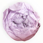 Bujor Criogenat PEONIA LILAC (dia. 6 - 6,5cm) - Depozitul de Criogenati