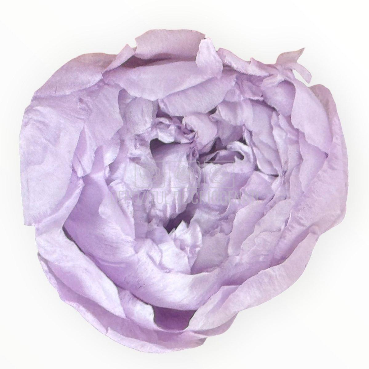 Bujor Criogenat PEONIA LILAC (dia. 6 - 6,5cm) - Depozitul de Criogenati