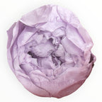 Bujor Criogenat PEONIA LILAC (dia. 6 - 6,5cm) - Depozitul de Criogenati