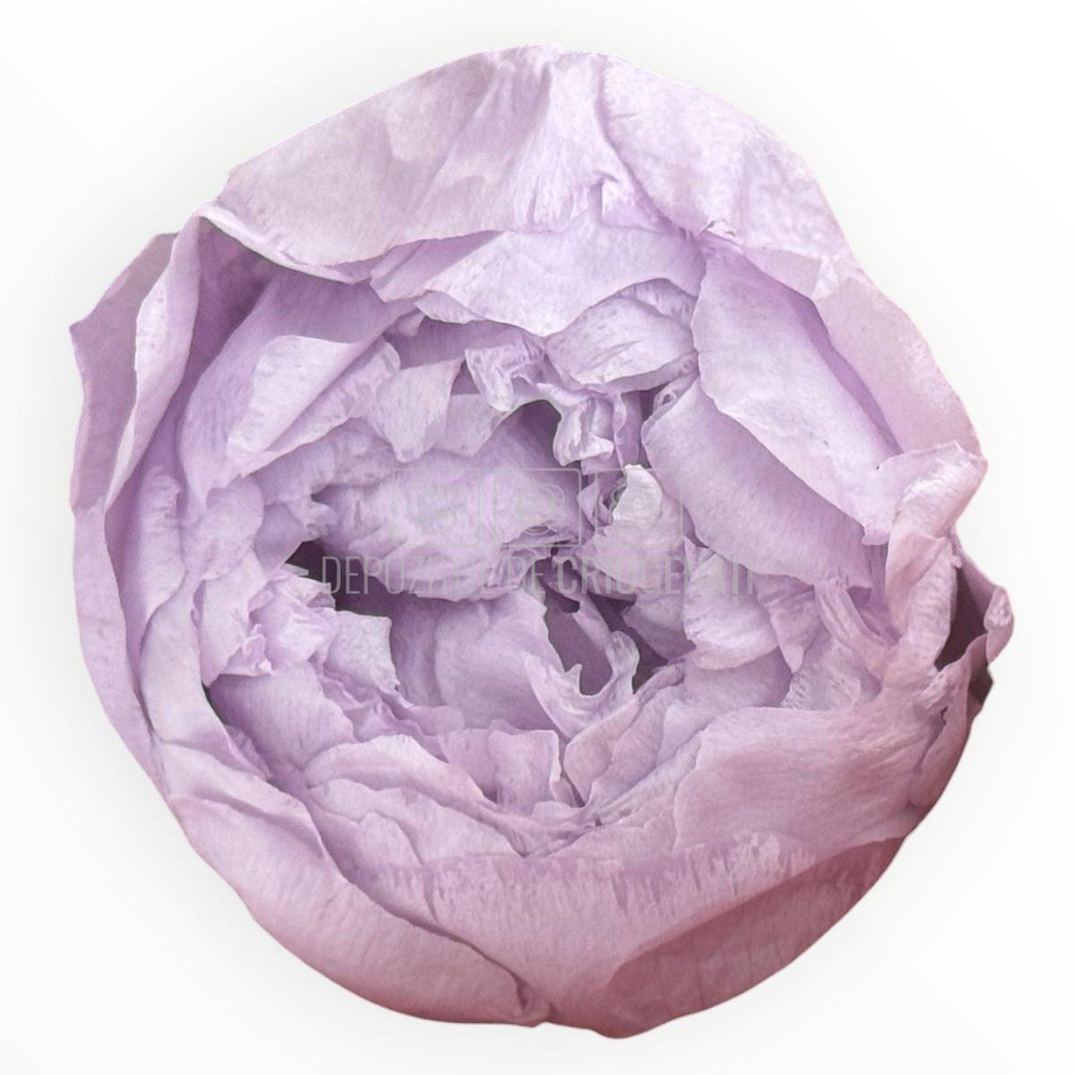 Bujor Criogenat PEONIA LILAC (dia. 6 - 6,5cm) - Depozitul de Criogenati