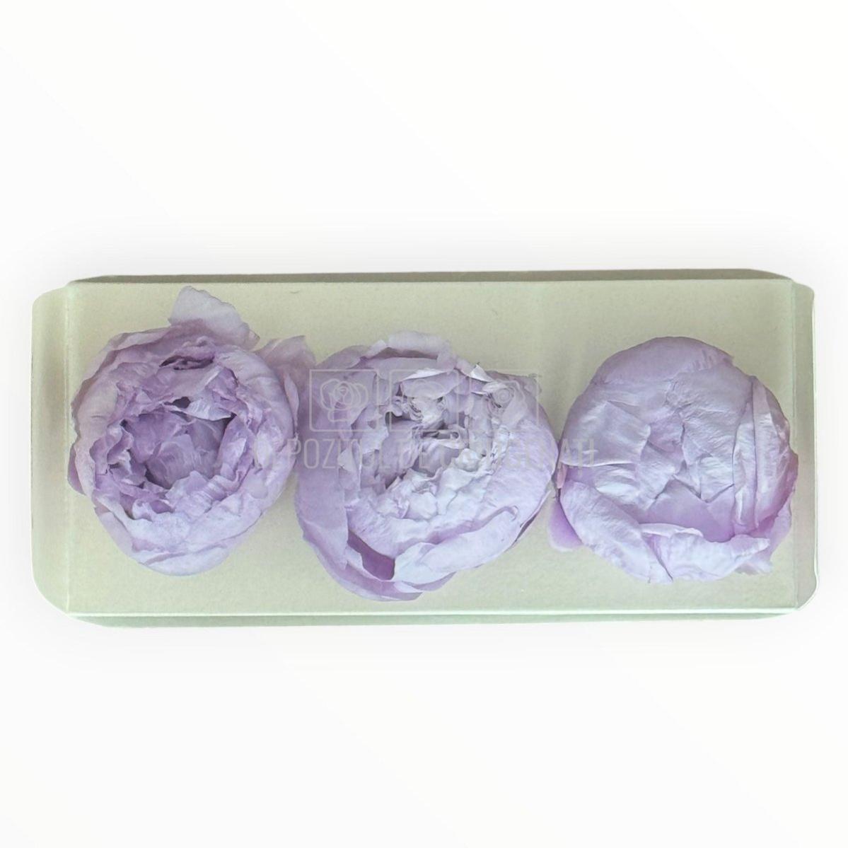 Bujor Criogenat PEONIA LILAC (dia. 6 - 6,5cm) - Depozitul de Criogenati
