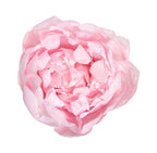 Bujor Criogenat PEONIA PASTEL PINK (dia. 6-6,5cm; set 3 buc /cutie) - DepozituldeCriogenati.ro