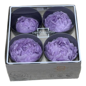 Bujor Criogenat PEONIA SOFT LILA (dia. 6-6,5cm; set 3 buc /cutie) - DepozituldeCriogenati.ro