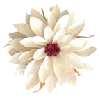 Dalia Criogenata DALIA WHI-04 (Ø8cm x H1-3cm) - Depozitul de Criogenati
